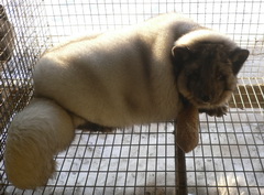 Скандинавские породы пушных зверей теперь и в Северной пушнине